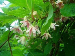 Сейчас насчитывают около двадцати пяти видов. Отличаются они своими размерами и особенностями роста. Например, лимонник крымский начинает цвести в июне. Его желтый кустик можно встретить на тропах в лесу, его высота достигает 70 см.