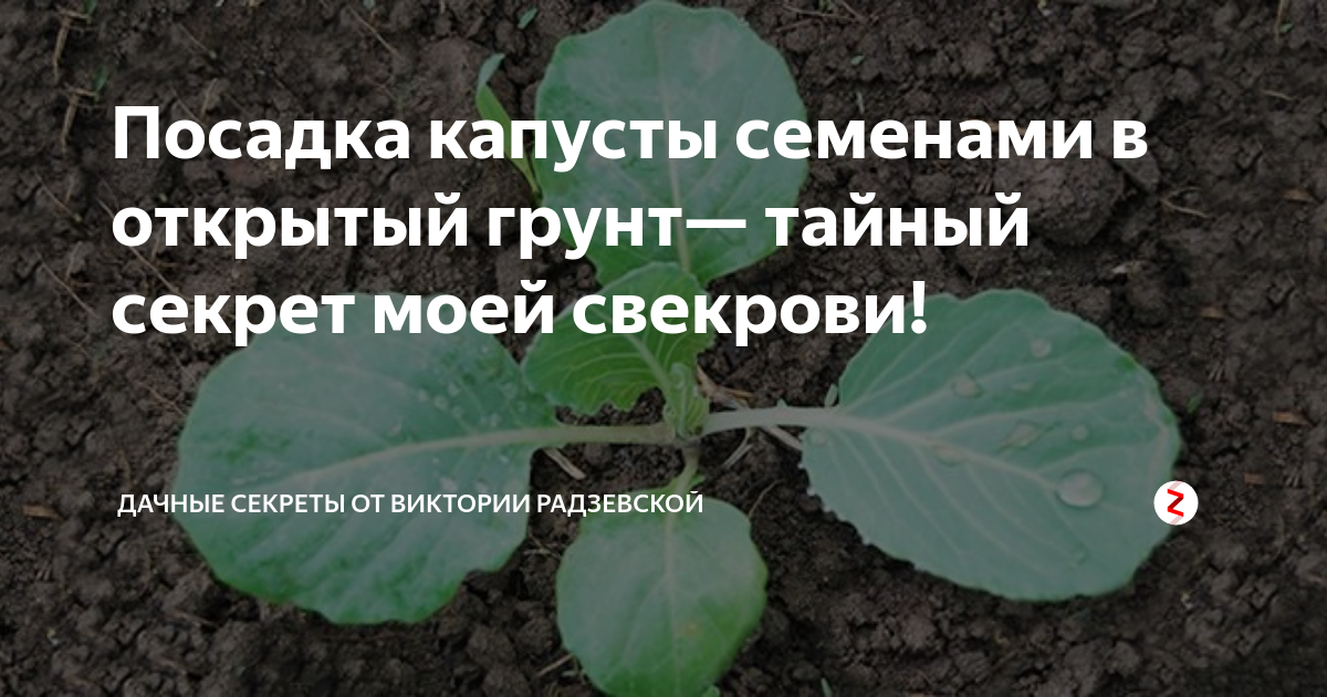 Можно ли сажать капусту семенами. Садить капусту в открытый грунт семенами. Посадка капусты в ведро. Подкармливаем капусту. Как посадить капусту сразу в грунт семенами.