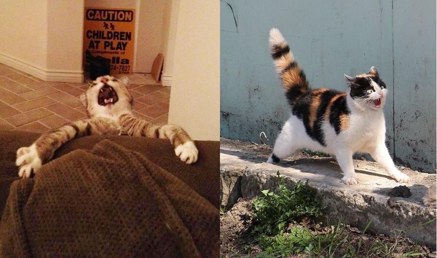 Мя-а-а-а-а-а!