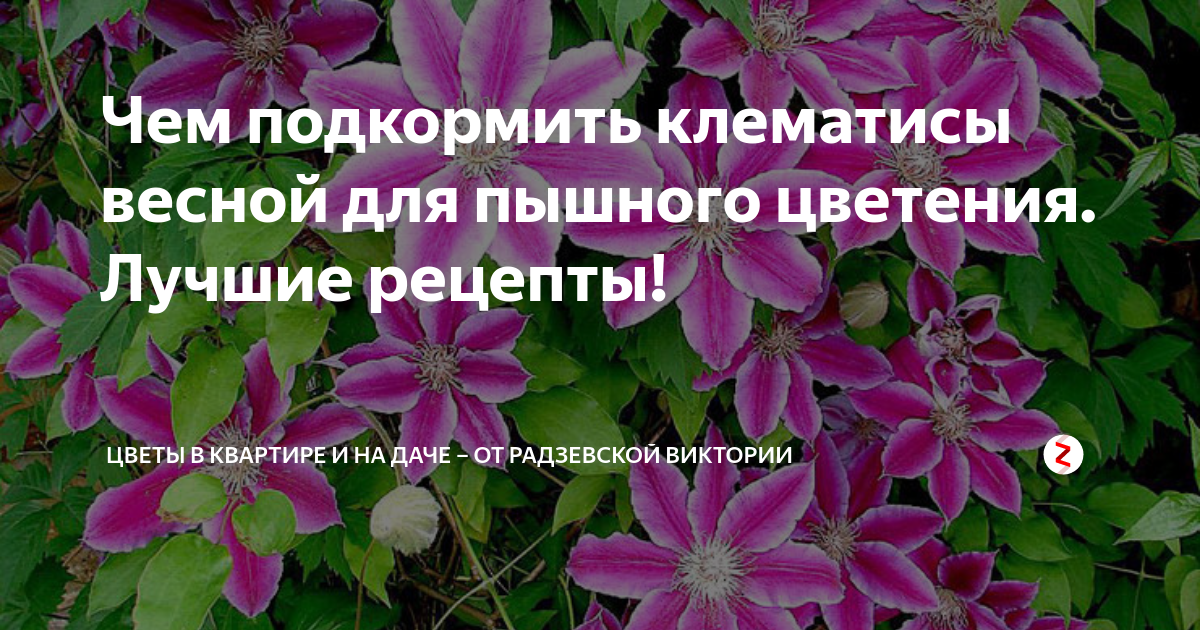 Чем подкормить клематис весной для пышного цветения. Пышный клематис. Подкормить клематисы. Подкармливаем клематис. Клематис весной.