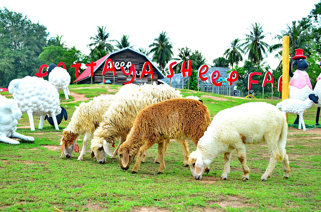 Pattaya sheep farm