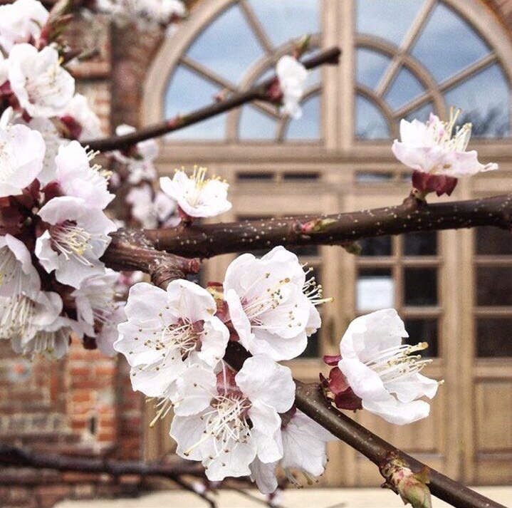 Крутицкое Патриаршее Подворье. Фото: www.instagram.com/ladunskiy