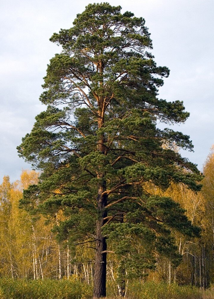 Сосна в москве