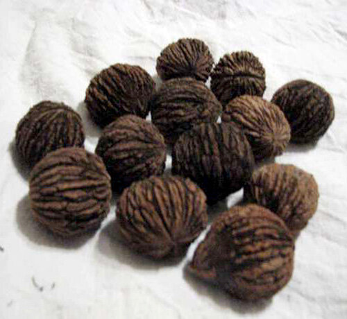 Плоды черного ореха готовы к употреблению