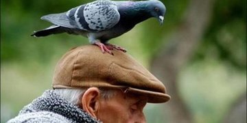 Однозначно судить о подобных суевериях было бы неправильно. Поэтому трактовки народной приметы "птица накакала..." следует расшифровывать в зависимо от видов.
