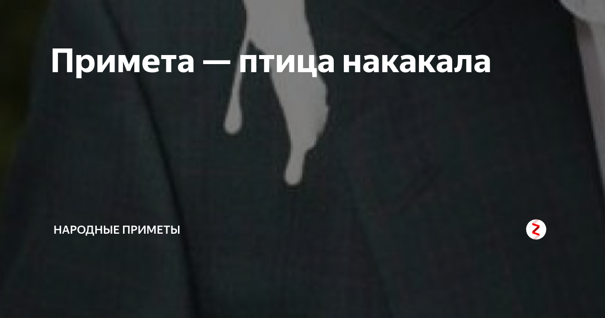 Птица накакала на голову, одежду и машину - приметы