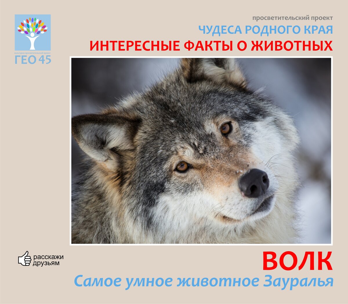Характер волков. Среднерусский лесной волк. Добрый волк. Алтайский волк. Волкособ.