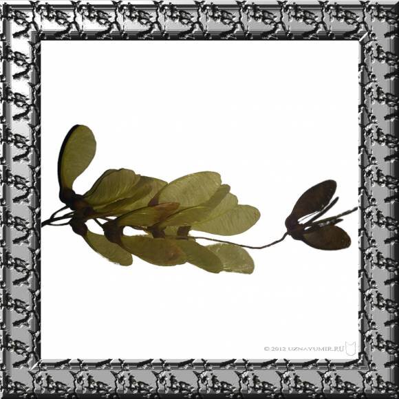 Гроздь крыльчаток