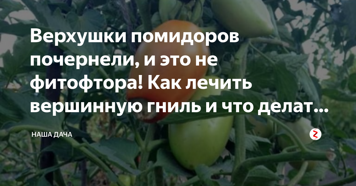 Чернеет низ помидора в теплице что делать