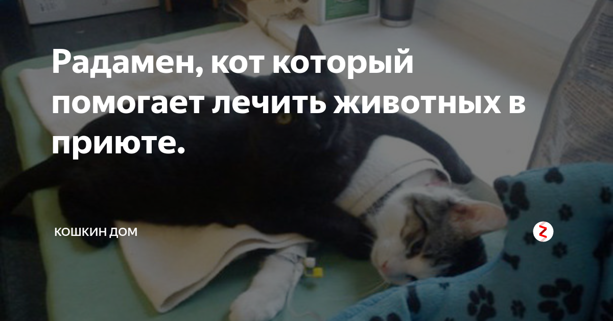 Кот который помогает. Кот который помогает