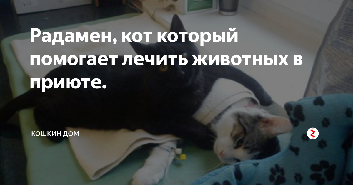 Чем помогают коты