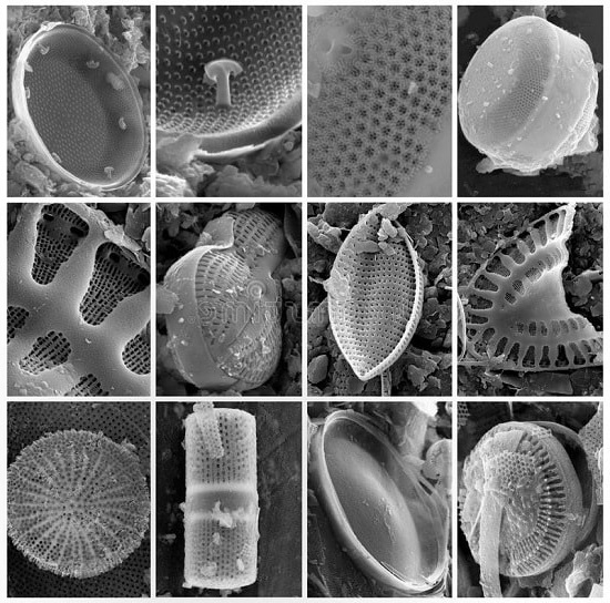 Диатомовые водоросли - это одноклеточные водоросли, экзоскелет которых полностью состоит из кремния. Фото: Анна Пишкова