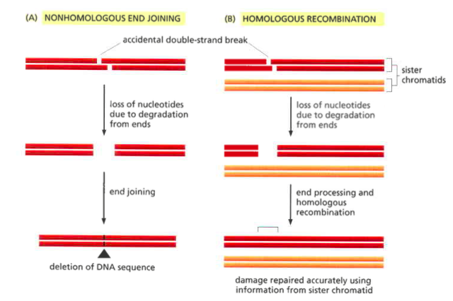 A-информация теряется, потому что концы просто соединяются. Б-информация восстанавливается, в качестве шаблона используется сестринская хромосома
