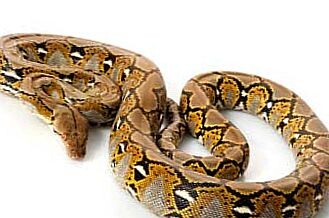 
Питоны менее опасны, чем гадюки. В основном обитают рядом с водой, но также могут встречаться под деревьями в лесу. Эти змеи плотоядны, чаще всего питаются млекопитающими. Питон использует острые зубы, чтобы захватить добычу в плен, а затем обвивается вокруг своей жертвы, тем самым удушая ее. Удушение является самой опасной формой нападения змеи.