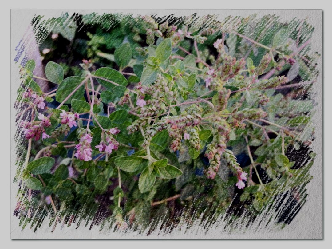 Origanum vulgare