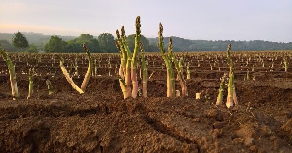 фото: pixabay.com