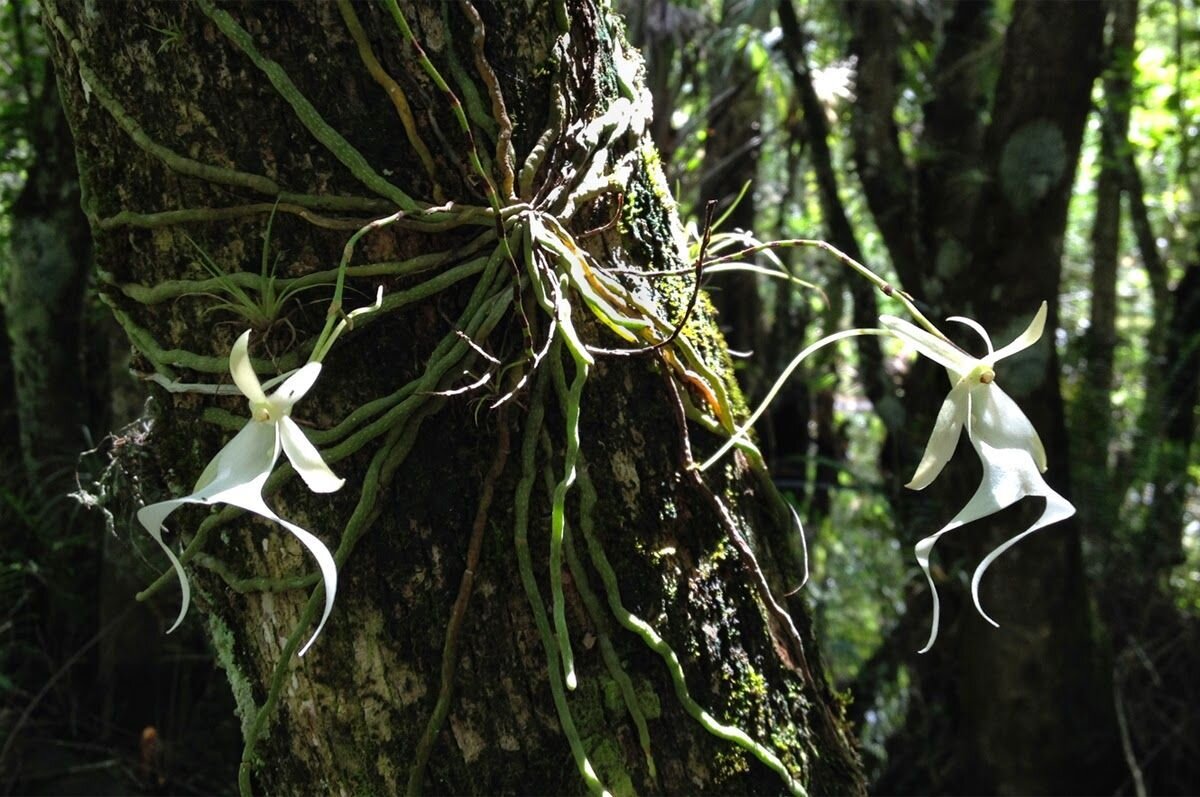 Описание: призрак орхидеи являются редчайшим цветком, чтобы найти надо посторатся, потому что это почти невозможно проделать. Трудно культивировать это растение вне природных условий. Призрак орхидеи всегда использует заболоченные места, которые мы можем назвать влажные.