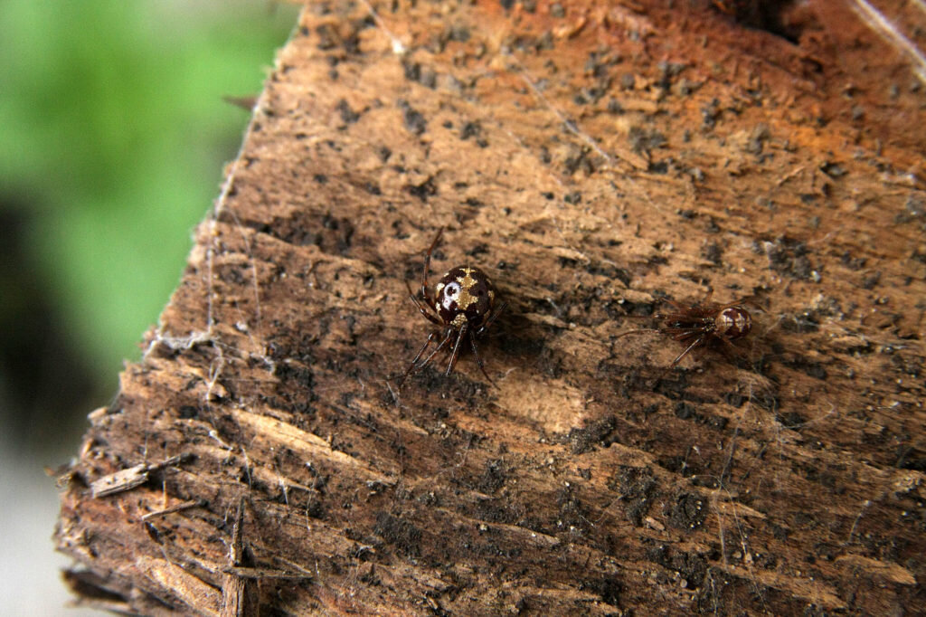 Теридион украшенный (Theridion pictum). Самка. Фото: Андрей Помидорров. Снято в Краснодаре