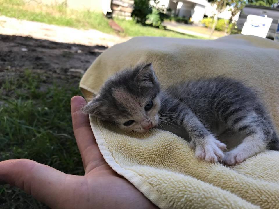 Плач котенка звук