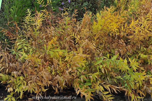 Амсония реснитчатая