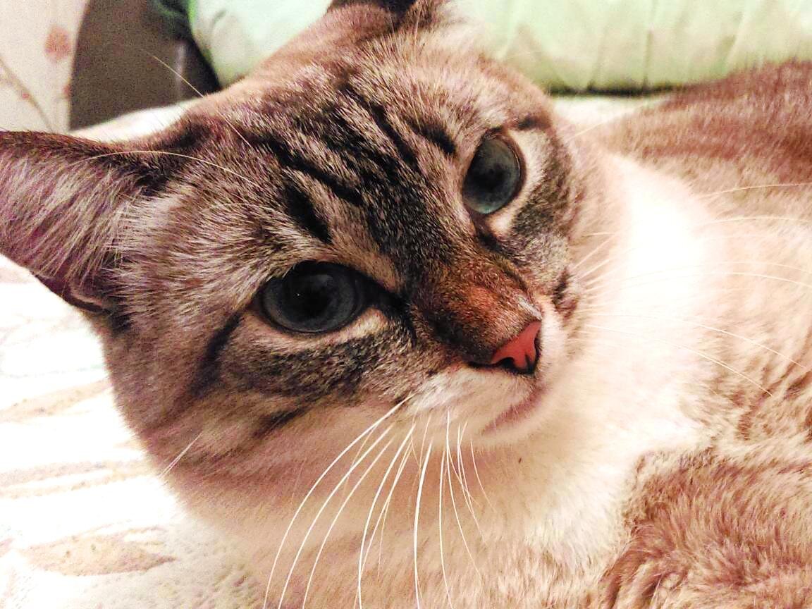 - Ты кого жирным обозвал?  
