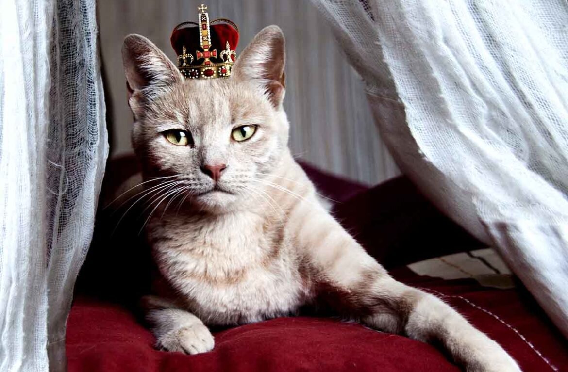Источник: https://aroundpet.ru/wp-content/uploads/priznaki-koshek-v-dome-3-1170x767.jpg