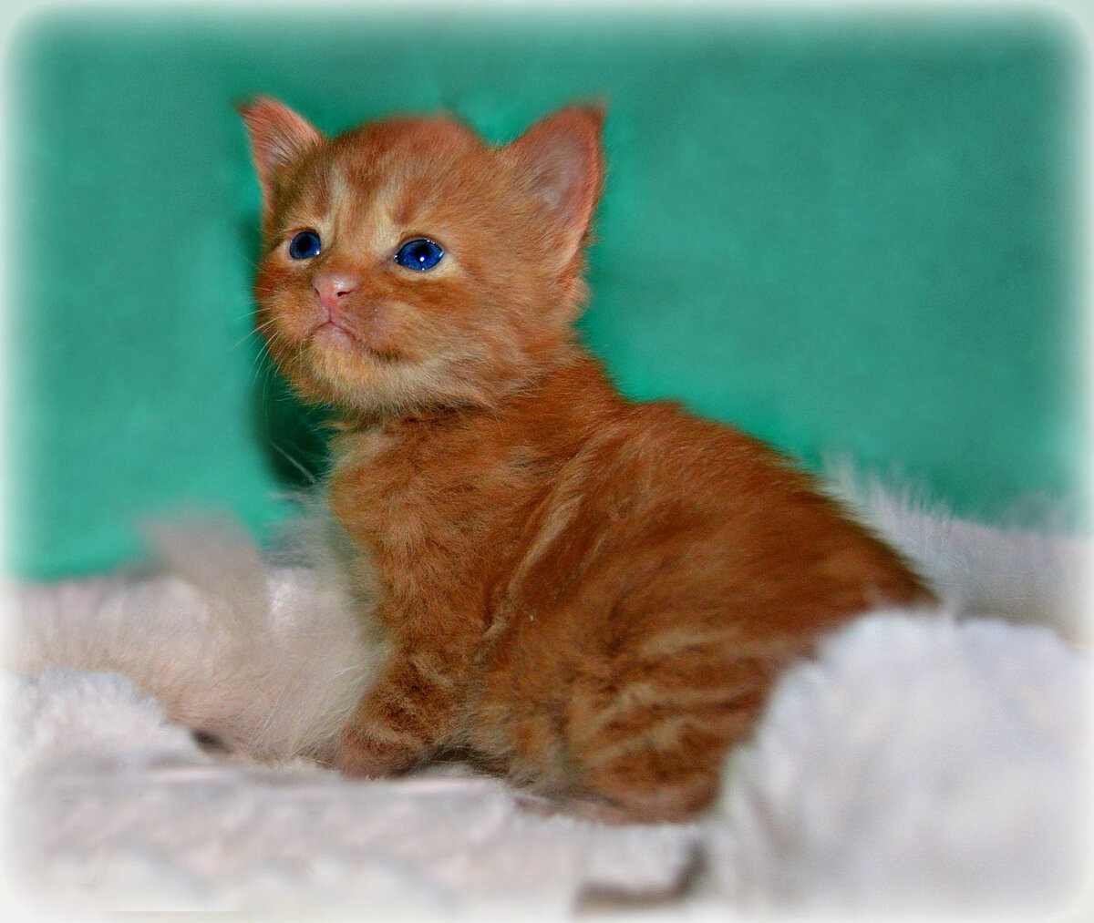 фото котёнка из альбома питомника Adamand-coon