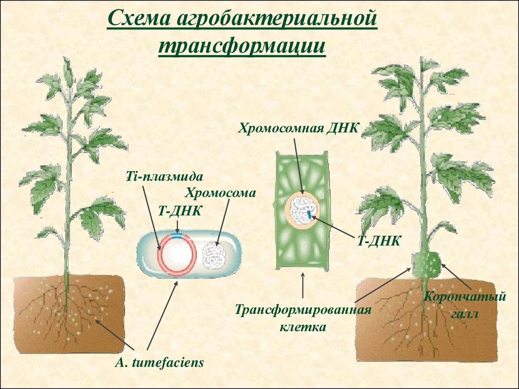 Клонирование в растения с помощью агробактерий схема клонирования