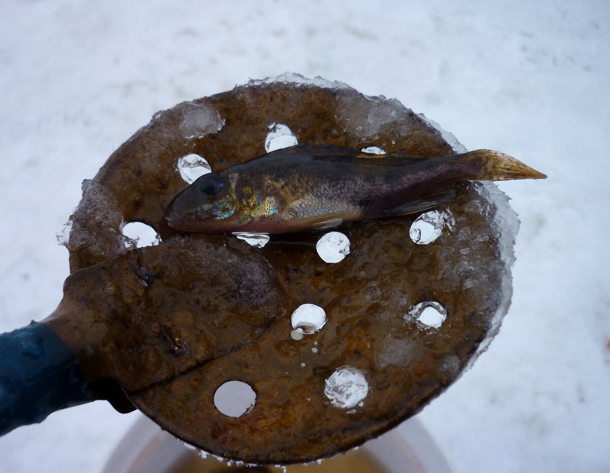 Сколько же их уже потеряно, сломано и утоплено - просто немыслимо!!!