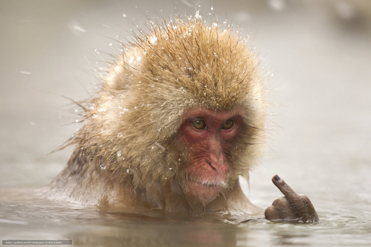 Когда победил Трамп :(