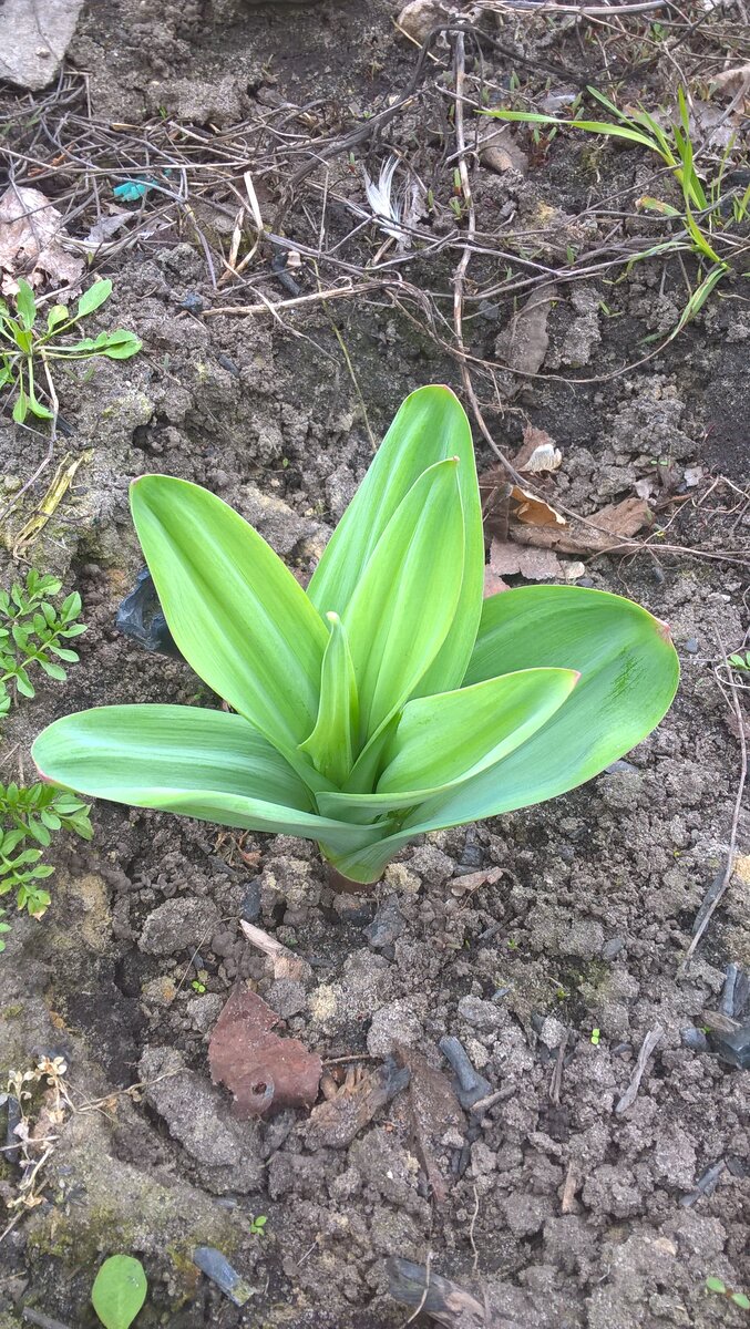 лук-чеснок ранней весной