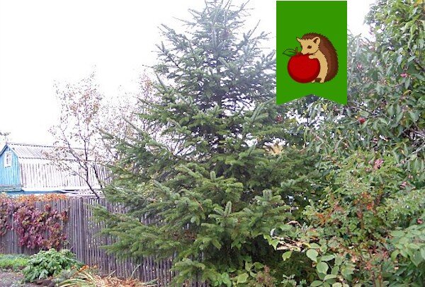 Фото: https://pronedra.ru/upkeep/uploads/2018/11/raboty-v-sadu-i-ogorode-osenyu.jpg