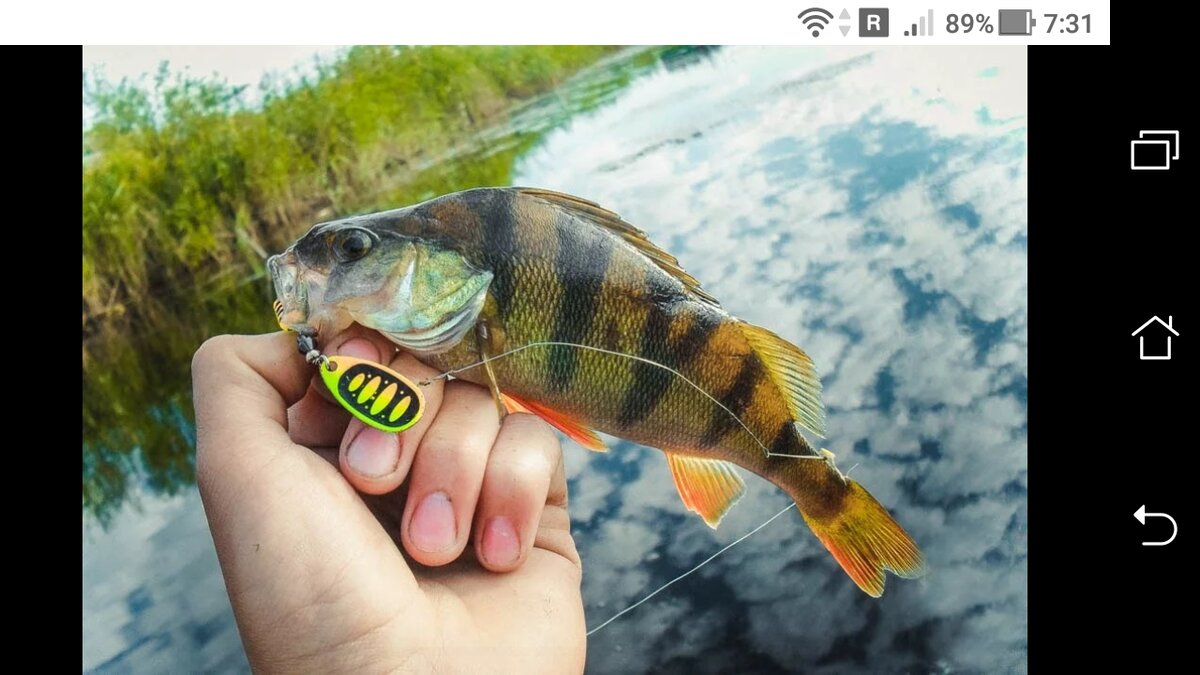 фото простая снасть на окуня, схема и монтаж снасти.