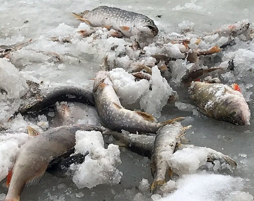 Картинка с сайта https://rg.ru