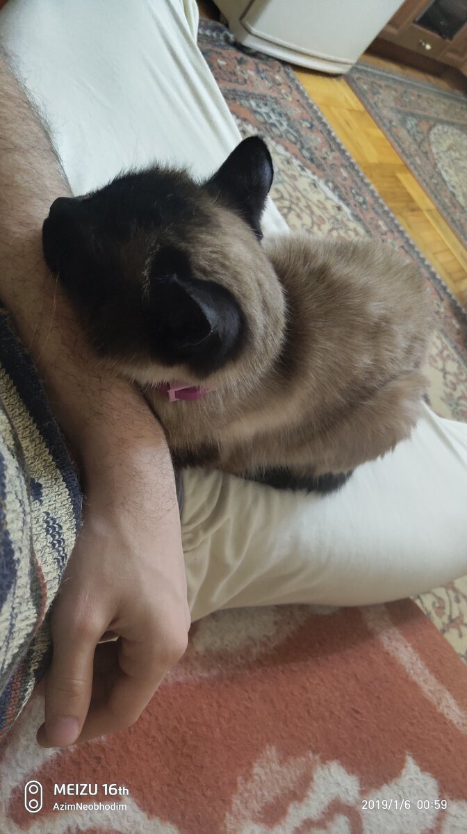 Посвящается моему коту Маркизу, которому 18, почти 19 лет, и который страдает деменцией.