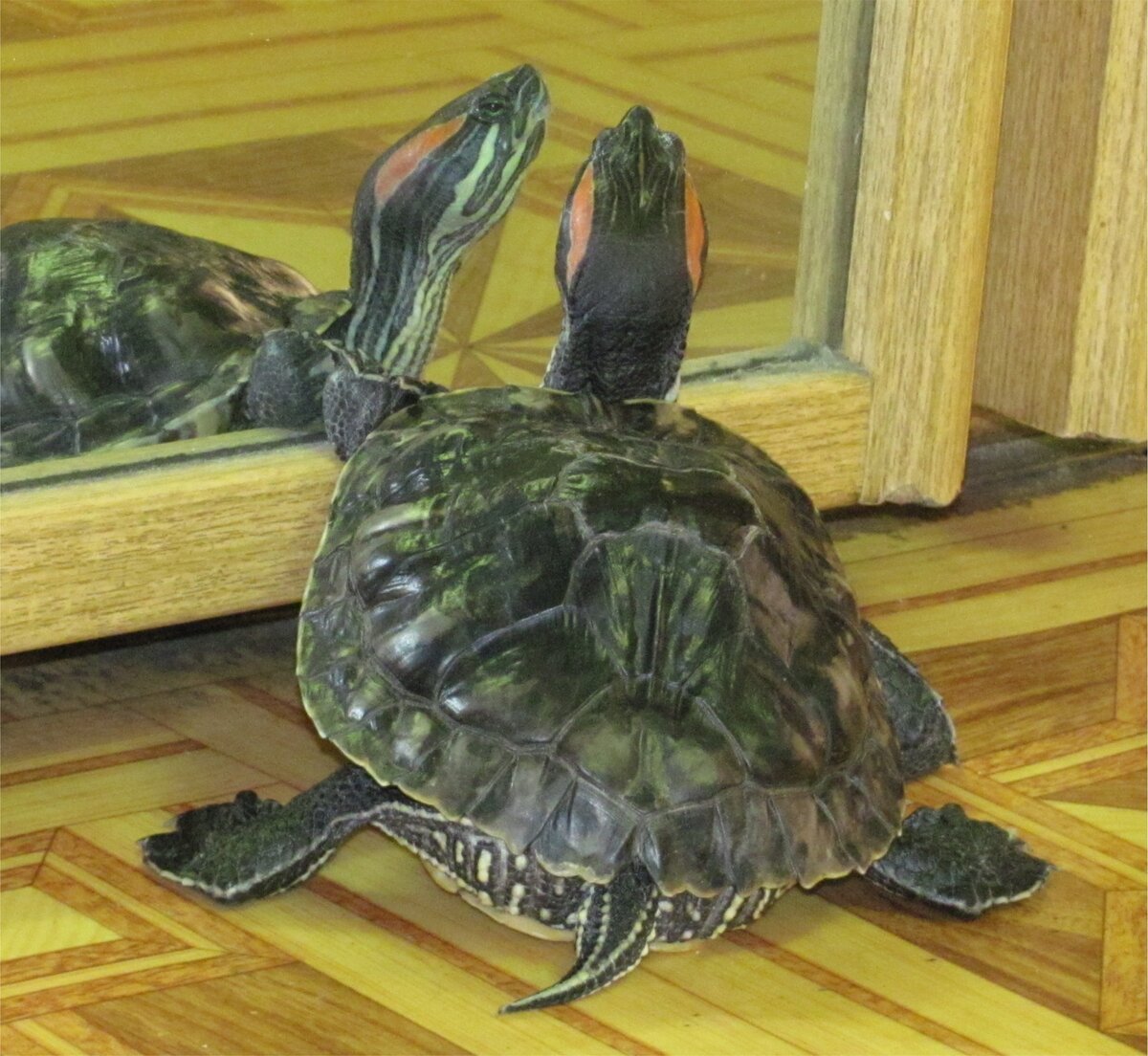 Гриша - тот еще Нарцисс!