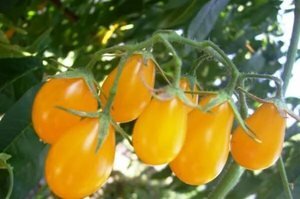  Хочу познакомить Вас, уважаемые любители садоводства и огородничества, с новым для меня экзотическим сортом «Диких» помидоров (томатов). Предыстория.
