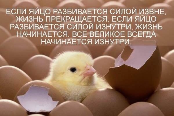 Всем привет! Внутри яйца находится новая жизнь. Именно с этой позиции стоит начинать трактование сновидения с этим предметом. К чему снятся яйца?