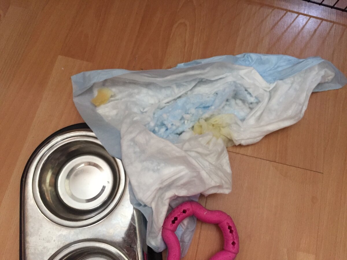 Еще я погрызла свою пеленку и разбросала ее остатки по комнате. Имитирую буйную вечеринку.