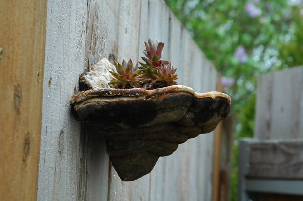 Кашпо из гриба-трутовика. Оживляет забор или какую-то хозяйственную постройку. Фото из интернета.