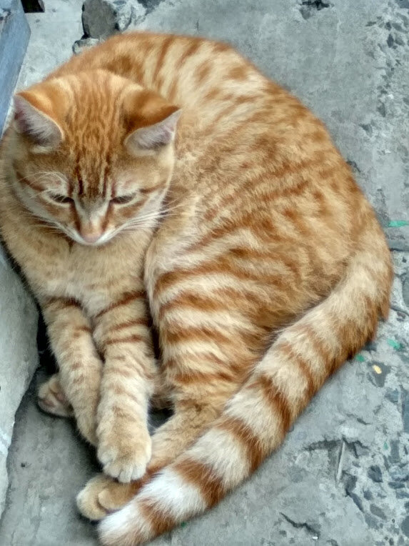 соседский кот Лева