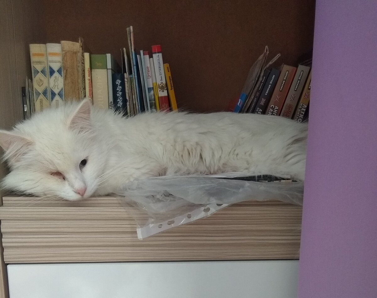 Интеллектуалка моя). Спит даже рядом с книгами) 