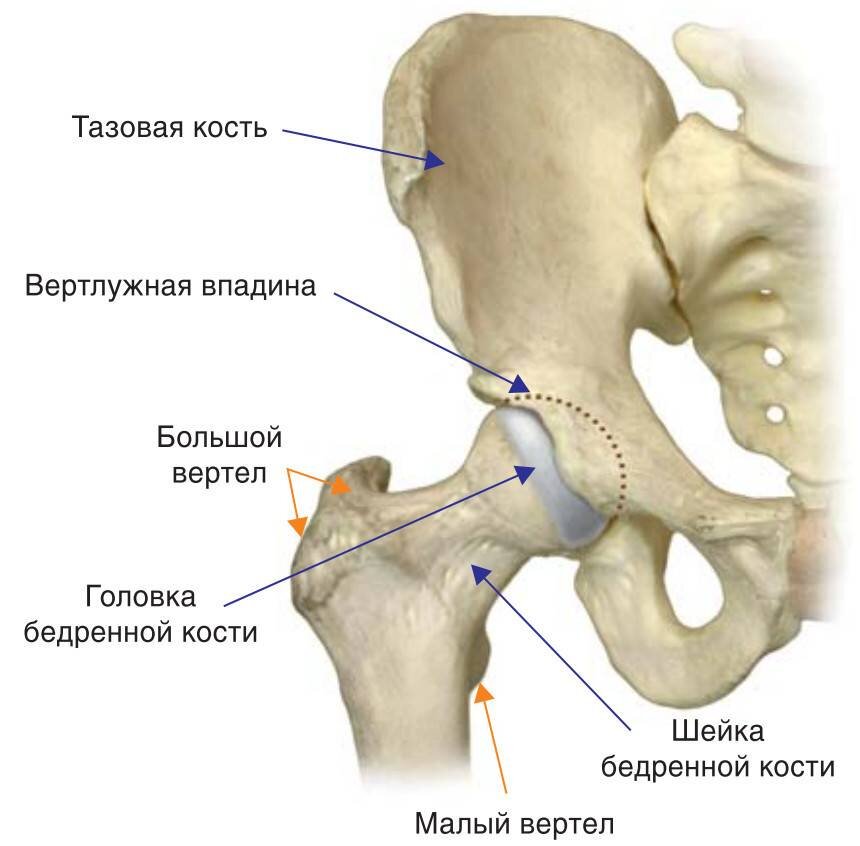 Тазобедренный сустав рисунок с обозначениями