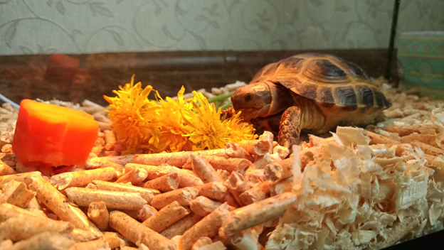Черепаха в террариуме