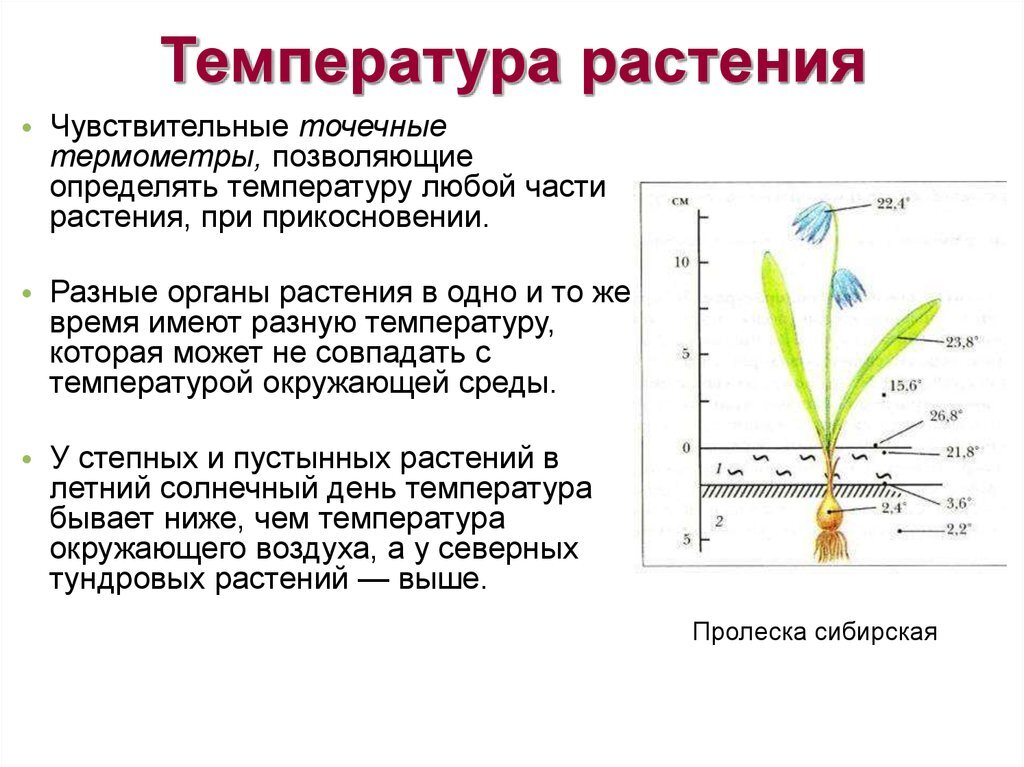 В изображенном на рисунке опыте тюльпан из холодного помещения переносят в более теплое