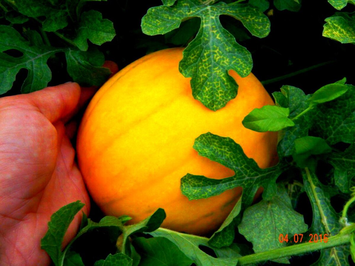 Фотографии были любезно предоставлены моим подписчиком, бахчеводом Романом Колибабчуком  