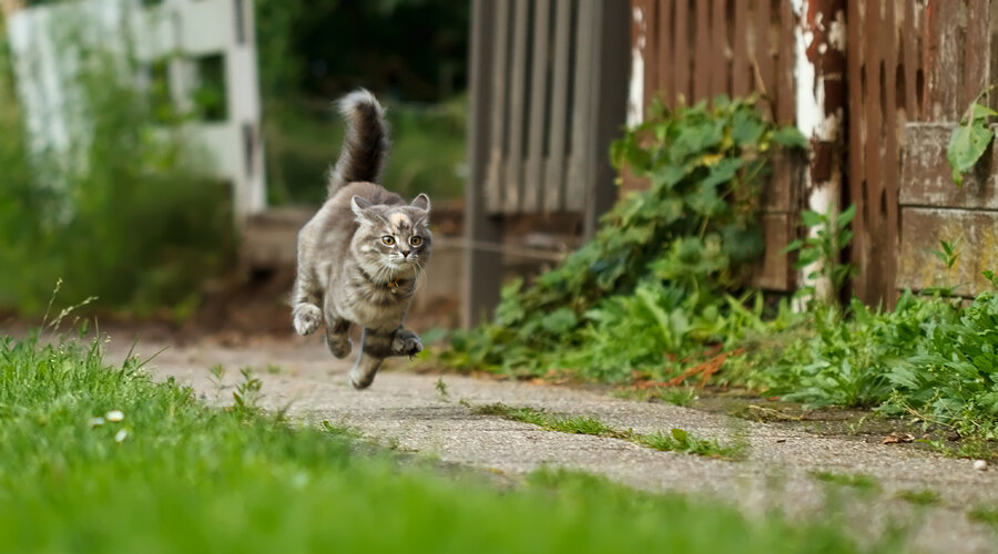 кошка бегает по дому как бешеная