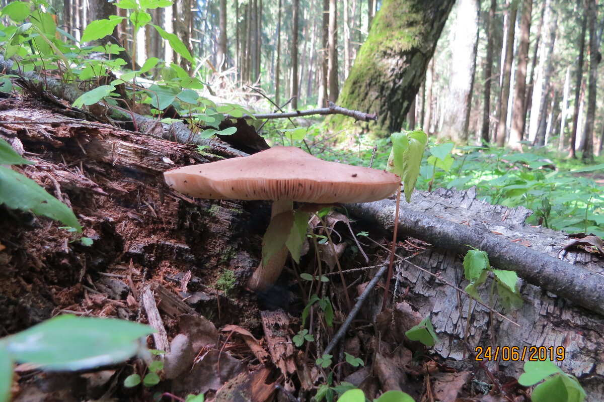 единственный гриб в лесу.Фото автора.