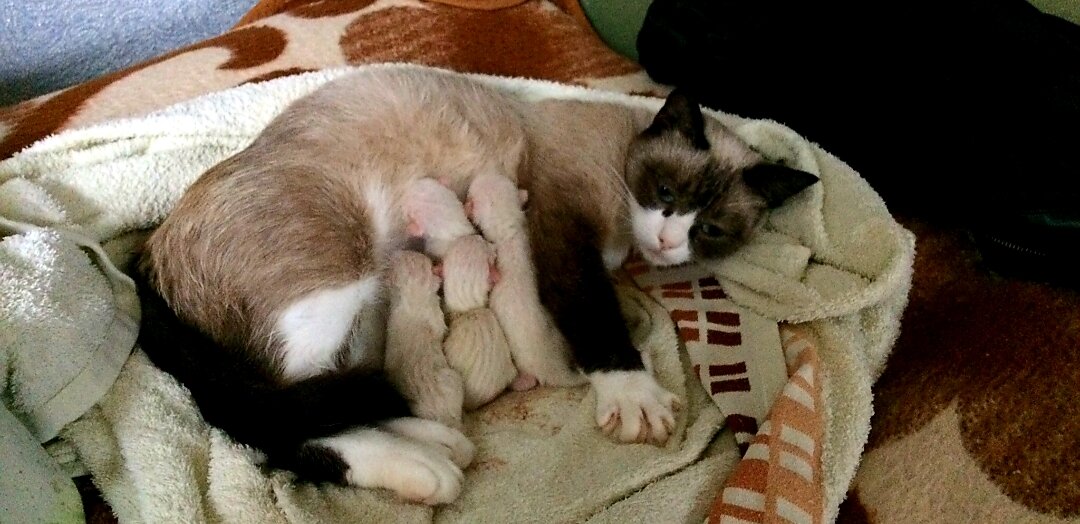 То самое полотенце...