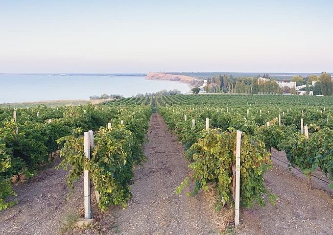 Виноградники агрофирмы "Качинский+". Фото: russianvine.ru.